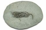 Fossil Crinoid (Pachylocrinus) - Crawfordsville, Indiana #325638-1